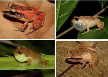 curiosidades-ranas-mayo-2019