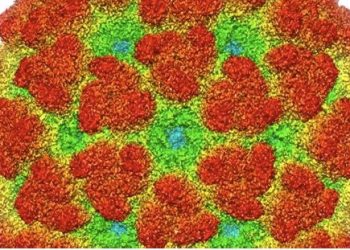 Revelada la estructura atómica de una proteína del virus chikungunya clave para su replicación en las células