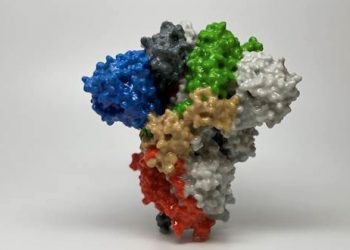 Un estudio examina la interacción de las proteínas del coronavirus y la célula infectada para lograr dianas terapéuticas