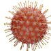 Un equipo del CSIC busca una vacuna para Covid-19 que usa un antígeno del coronavirus para estimular la inmunidad