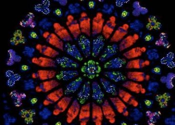 Descubren que unas pequeñas hebras de ARN son fundamentales en el desarrollo temprano del cerebro