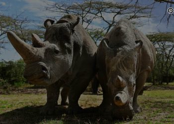 Tecnologías para salvar al rinoceronte blanco del norte