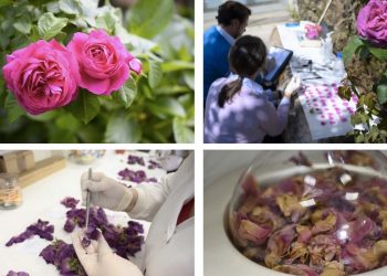 curiosidades-rosas-abril-2020