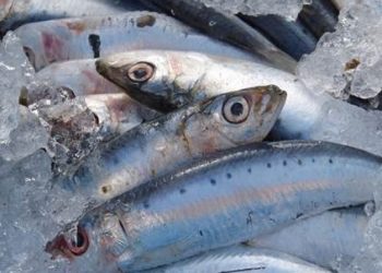 Más de la mitad de las sardinas y anchoas del Mediterráneo occidental tienen microplásticos en los intestinos