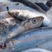 Más de la mitad de las sardinas y anchoas del Mediterráneo occidental tienen microplásticos en los intestinos