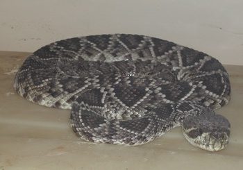 Desarrollan un tratamiento contra la mordedura de serpientes hemotóxicas