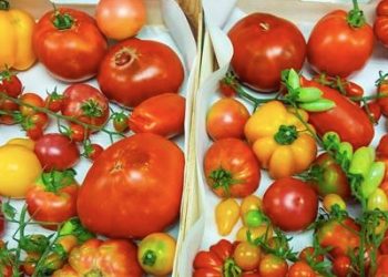 Un proyecto del CSIC busca desarrollar tomates más resistentes y con más sabor