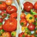Un proyecto del CSIC busca desarrollar tomates más resistentes y con más sabor