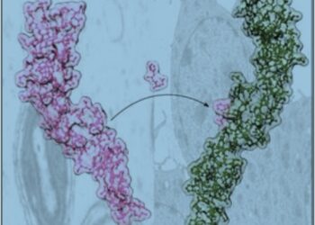 curiosidades-variante-proteina-antiflamatoria-abril-2019