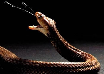 El veneno de las cobras escupidoras evolucionó hacia una función defensiva