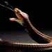 El veneno de las cobras escupidoras evolucionó hacia una función defensiva