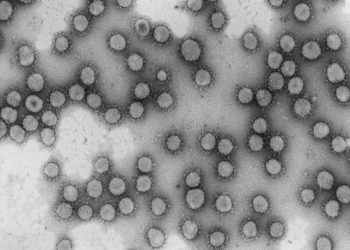 El CSIC impulsa un proyecto de epidemiología genómica para predecir la evolución del nuevo coronavirus