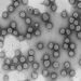 El CSIC impulsa un proyecto de epidemiología genómica para predecir la evolución del nuevo coronavirus