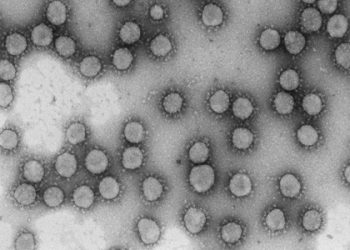 Un solo genotipo del coronavirus generó el 60% de los casos en la primera semana de marzo
