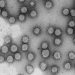 Un solo genotipo del coronavirus generó el 60% de los casos en la primera semana de marzo