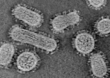 curiosidades-virus-gripe-marzo-2020