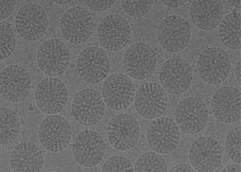 curiosidades-virus-microescopio-rotavirus-abril-2020