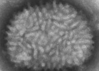 curiosidades-virus-vaccina-marzo-2020