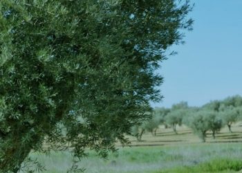 curiosidades-xylella-fastidiosa-diciembre-2019