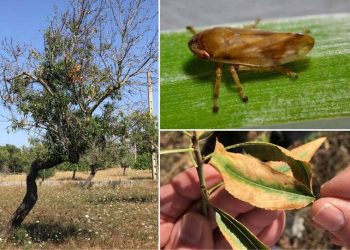 Los insectos que propagan la bacteria Xylella fastidiosa recorren distancias mucho mayores de lo que se pensaba