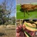 Los insectos que propagan la bacteria Xylella fastidiosa recorren distancias mucho mayores de lo que se pensaba
