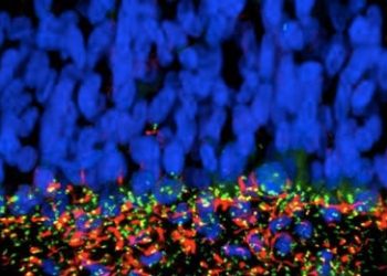 Identificado el mecanismo por el cual el Zika causa microcefalia en el feto