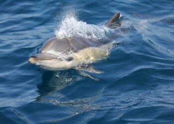 delfin-en-el-mar-de-alboran-csic-febrero-2019