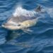 delfin-en-el-mar-de-alboran-csic-febrero-2019