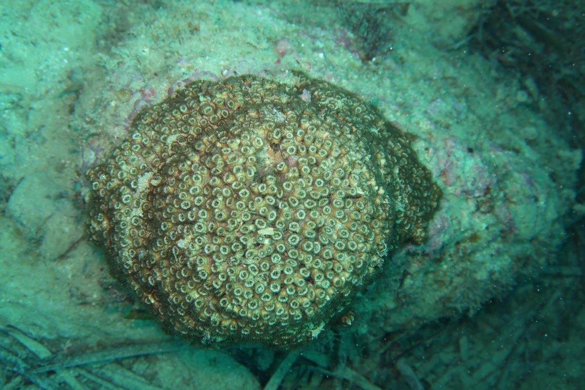 diputacion-estudia-los-arrecifes-colonia-cadocora-caespitosa-noviembre-2019