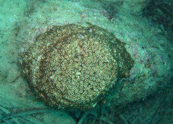 diputacion-estudia-los-arrecifes-colonia-cadocora-caespitosa-noviembre-2019