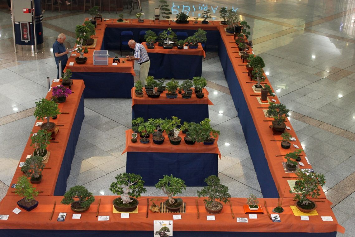 elche-aljub-exposicion-bonsais-mayo-2019-5