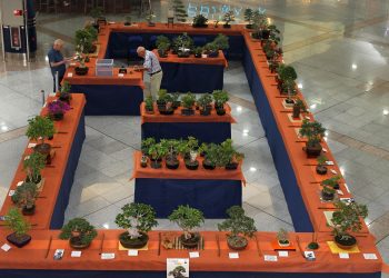 elche-aljub-exposicion-bonsais-mayo-2019-5