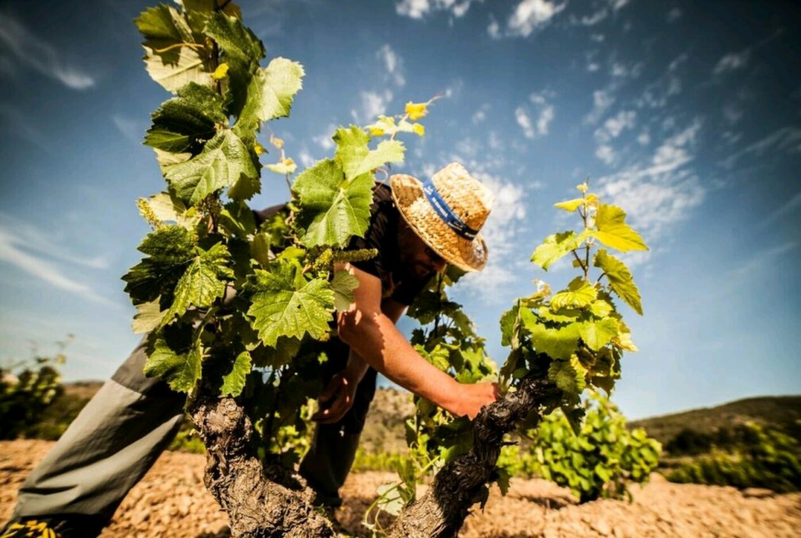 elche-bodegas-vino-jose-salvador-marzo-2020-3