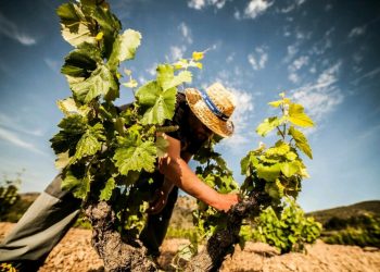elche-bodegas-vino-jose-salvador-marzo-2020-3