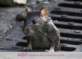 elche-campana-desratizacion-enero-2020