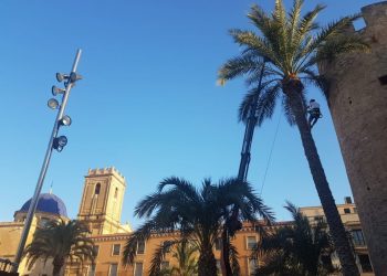 elche-campeonato-trepa-la-palmera-agosto-2019-10