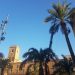 elche-campeonato-trepa-la-palmera-agosto-2019-10