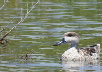 elche-clot-de-galvany-cerceta-pardilla-diciembre-2019