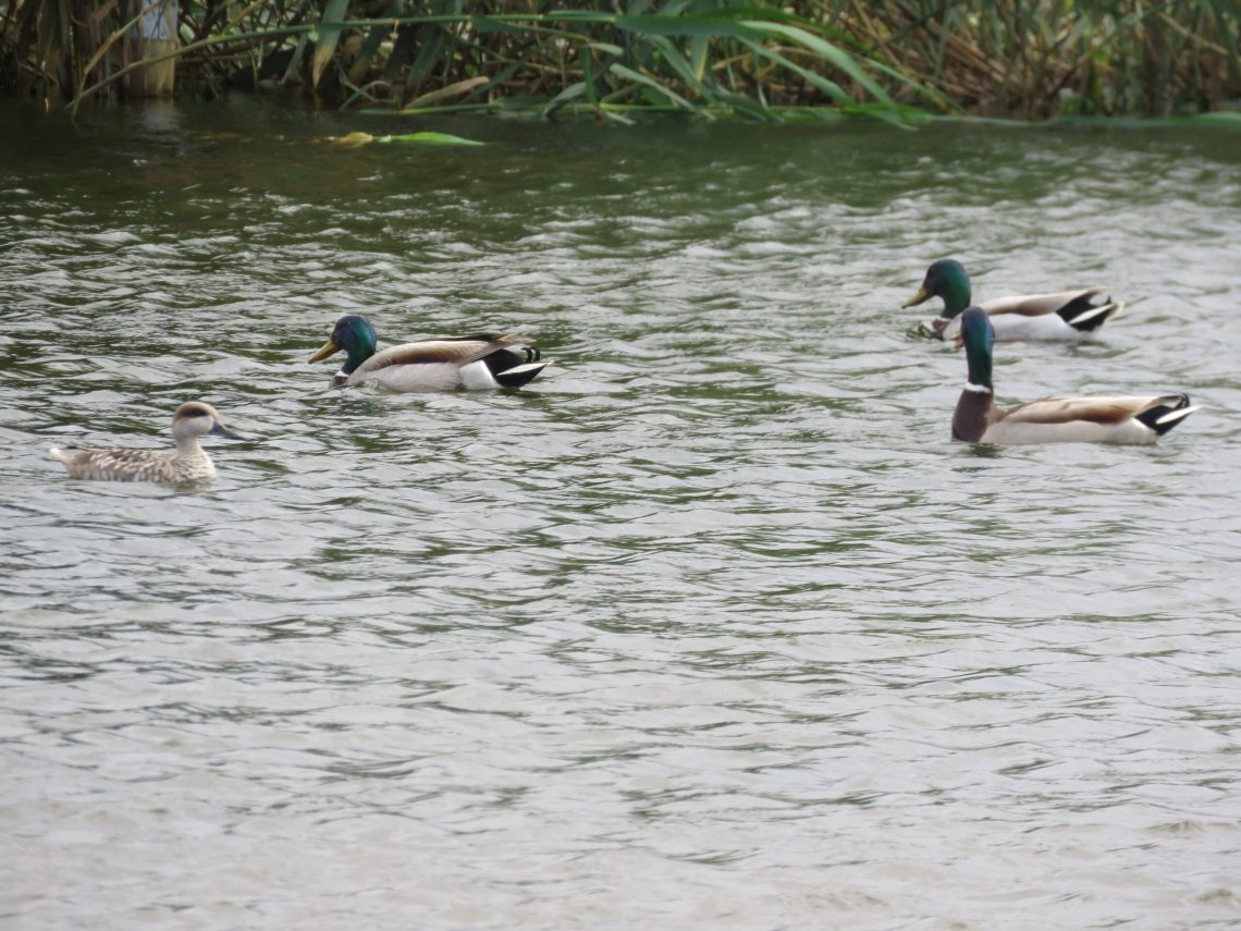 El Clot de Galvany reabre hoy al público en su horario habitual con aforo limitado