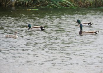 El Clot de Galvany reabre hoy al público en su horario habitual con aforo limitado