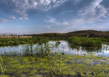 elche-clot-zeus-ortiz-01