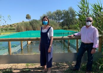 Nueva suelta de 30 ejemplares de cerceta pardilla en el Clot de Galvany