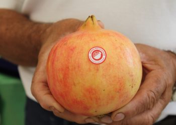 elche-granada-mollar-ideal-octubre-2019