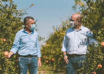 La campaña de la granada ha comenzado con una cosecha que ha dado frutos de gran calidad