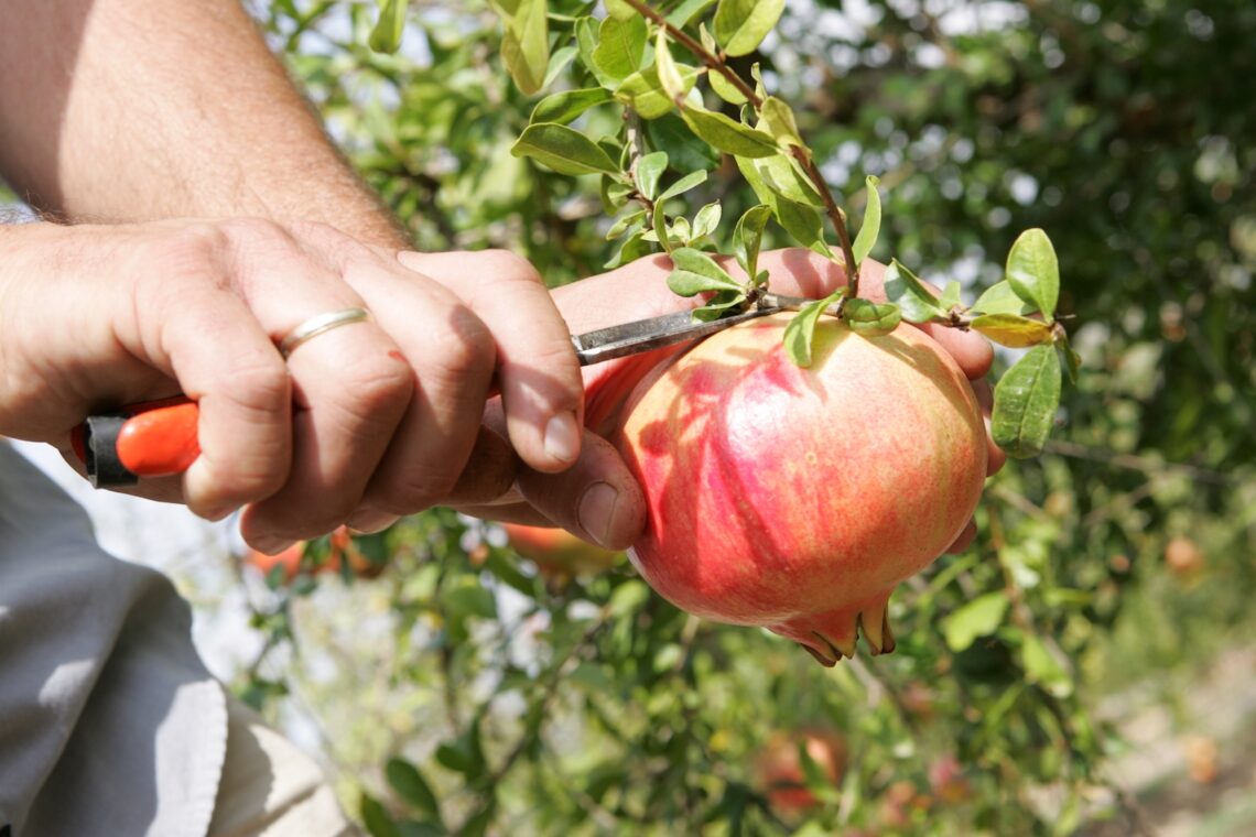 elche-granadas-mollar-denominacion-origen-abril-2019-1