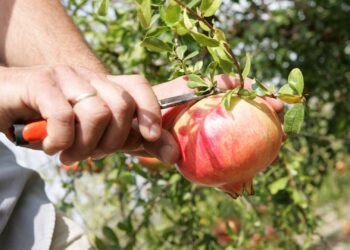 elche-granadas-mollar-denominacion-origen-abril-2019-1