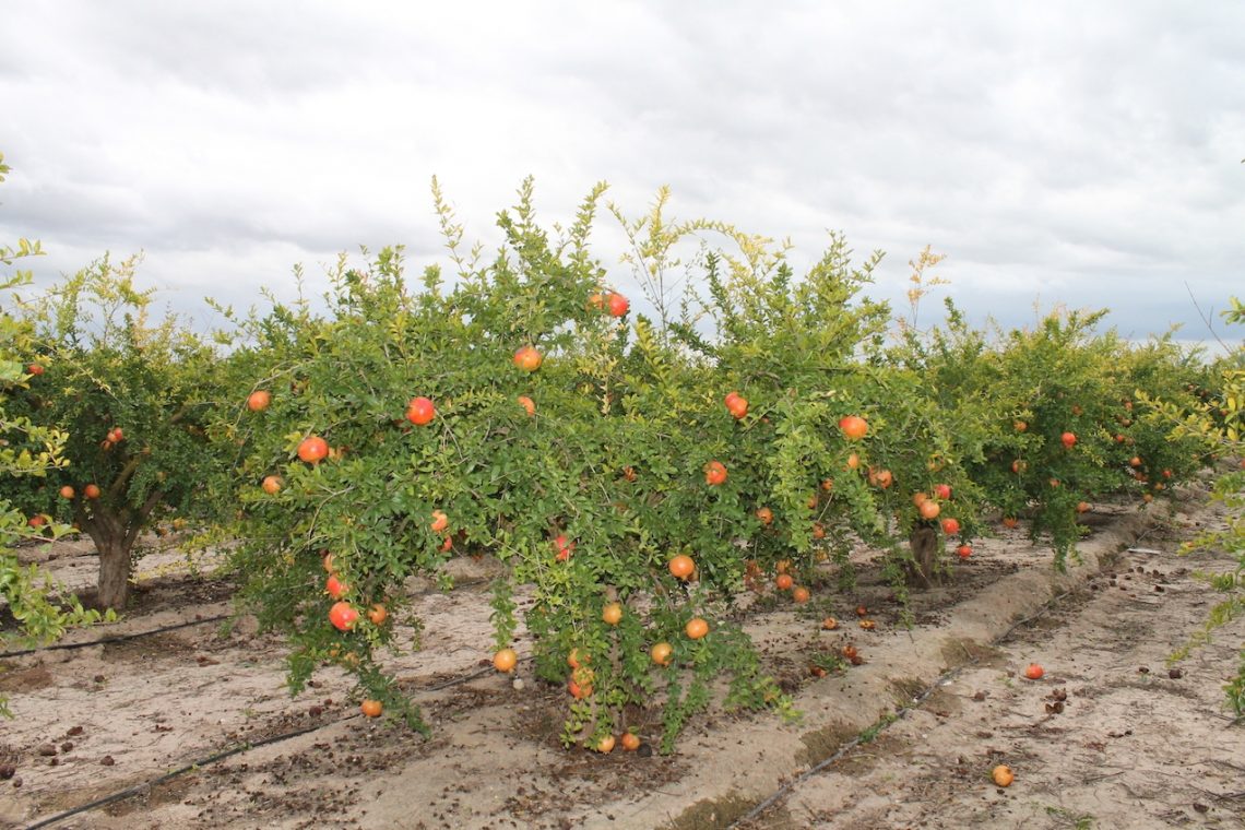 elche-granado-septiembre-2019