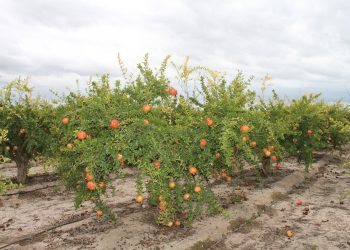 elche-granado-septiembre-2019