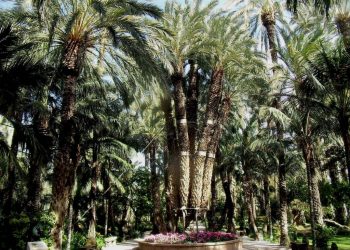 elche-huerto-del-cura-palmera-imperial-marzo-2020