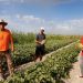 Garantizar el agua de riego es el objetivo de los productores del melón de carrizales